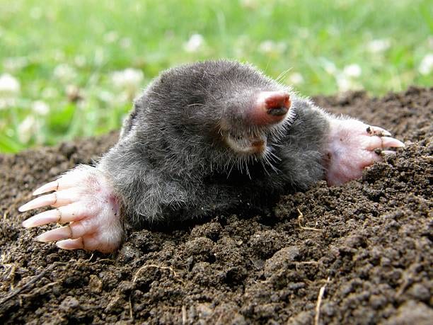 Mole emerging from a fresh tunnel mound