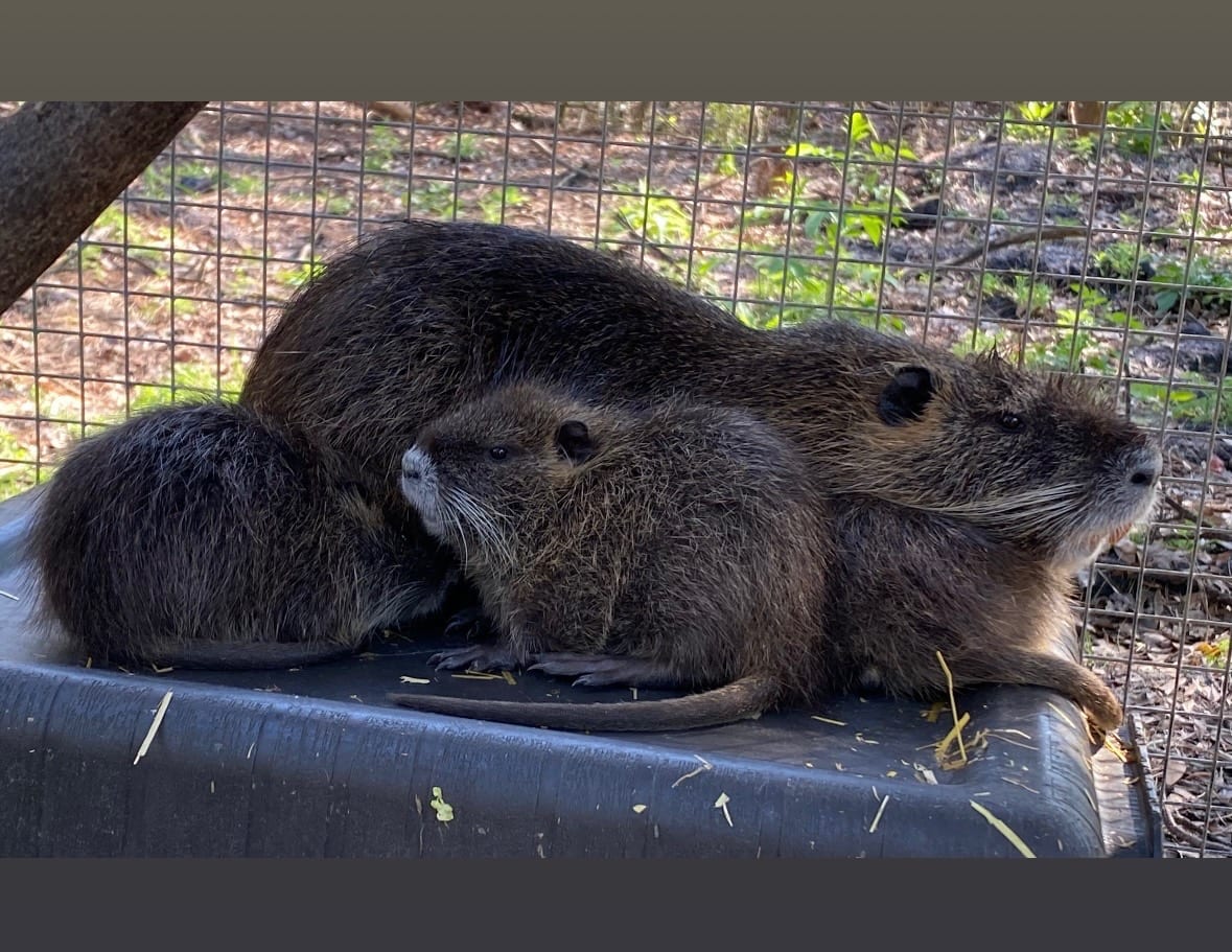 Nutria captured during a removal call in Northeast Florida