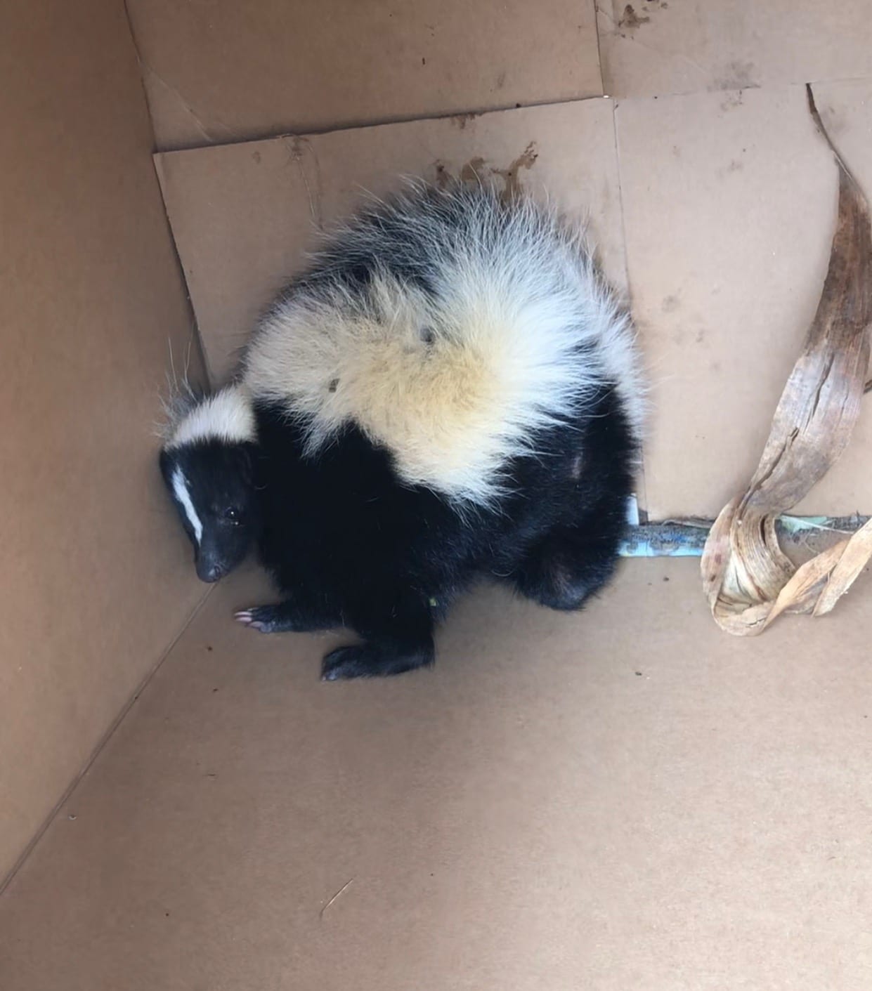 Skunk safely contained for humane removal
